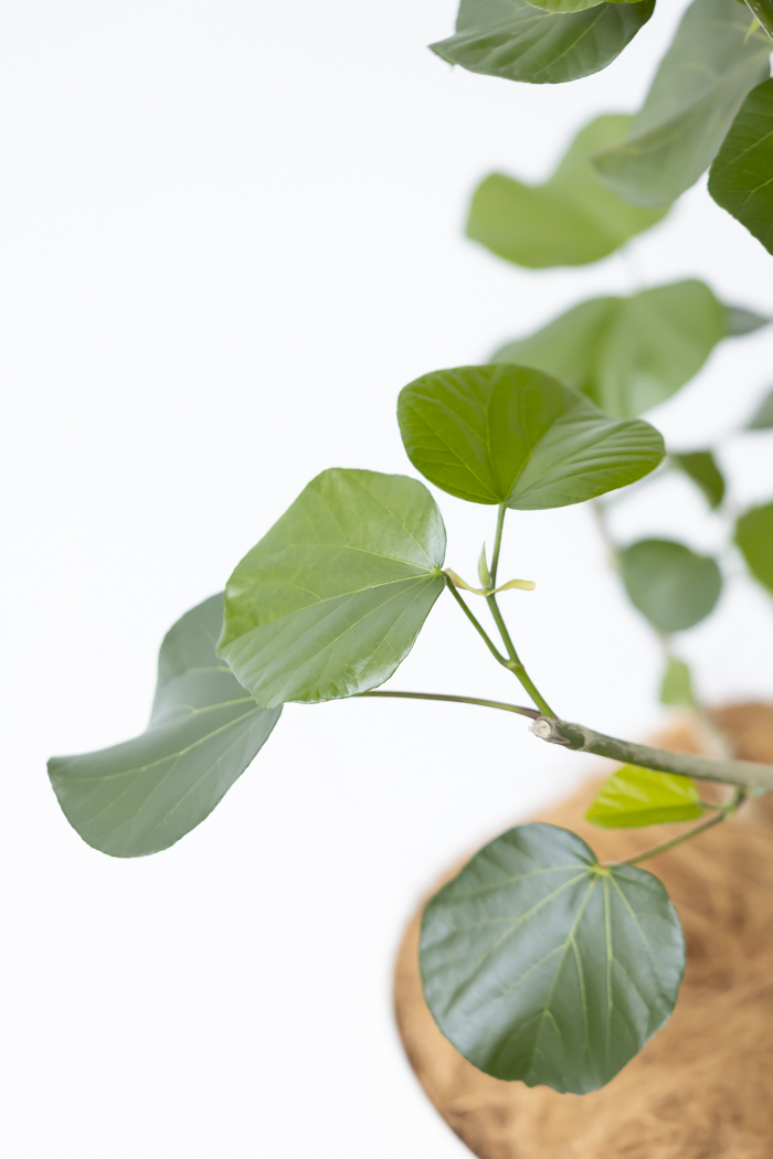 観葉植物 テリハハマボウ レイ 一点もの（10号鉢）の写真12枚目