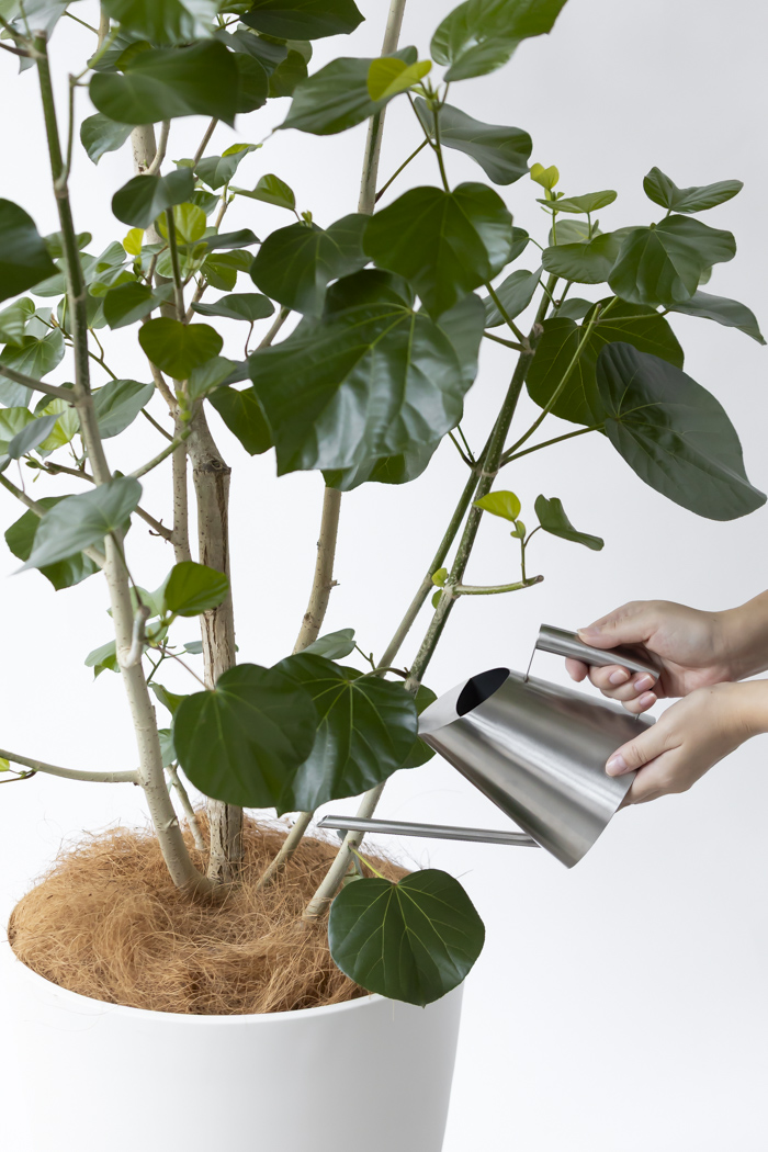 観葉植物 テリハハマボウ レイ 一点もの（10号鉢）の写真13枚目