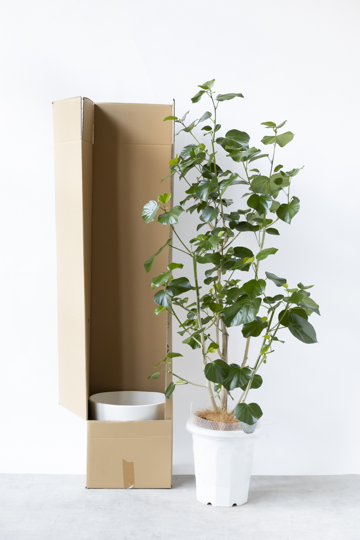 観葉植物 テリハハマボウ レイ 一点もの（10号鉢）の写真15枚目