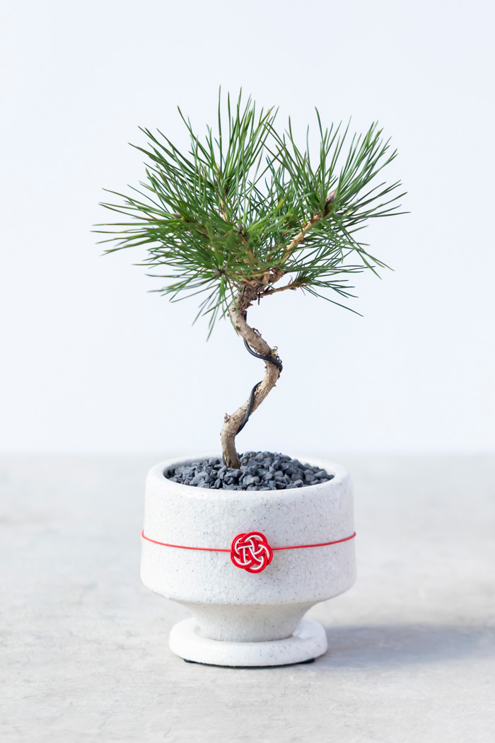 お正月限定 盆栽 黒松（3号鉢）の写真1枚目