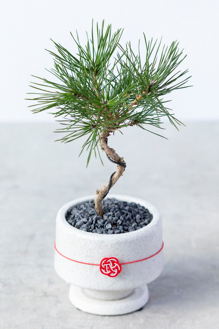 お正月限定 盆栽 黒松（3号鉢）の写真2枚目