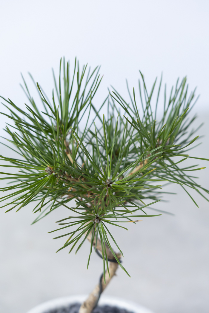 お正月限定 盆栽 黒松（3号鉢）の写真3枚目