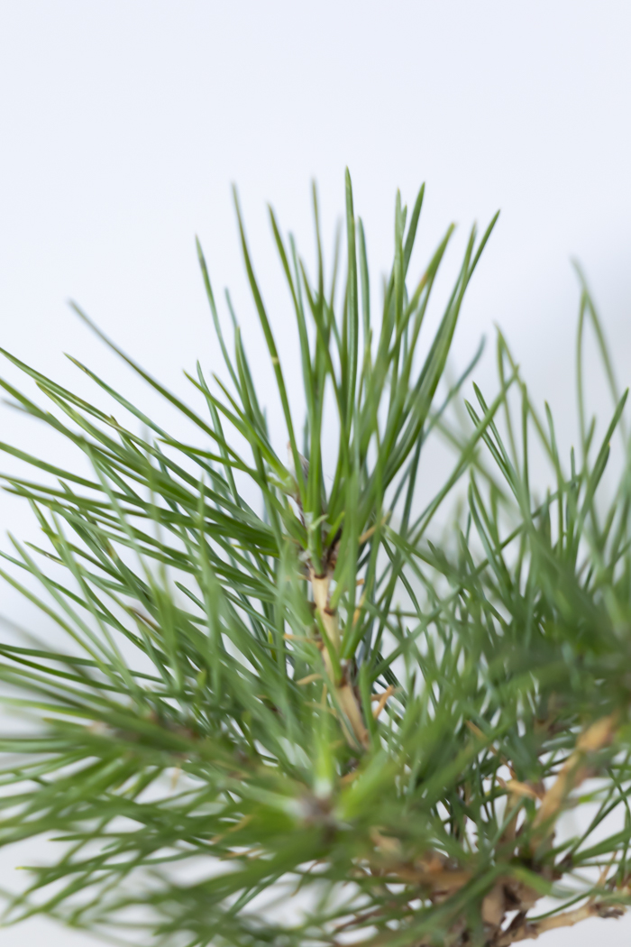 お正月限定 盆栽 黒松（3号鉢）の写真5枚目