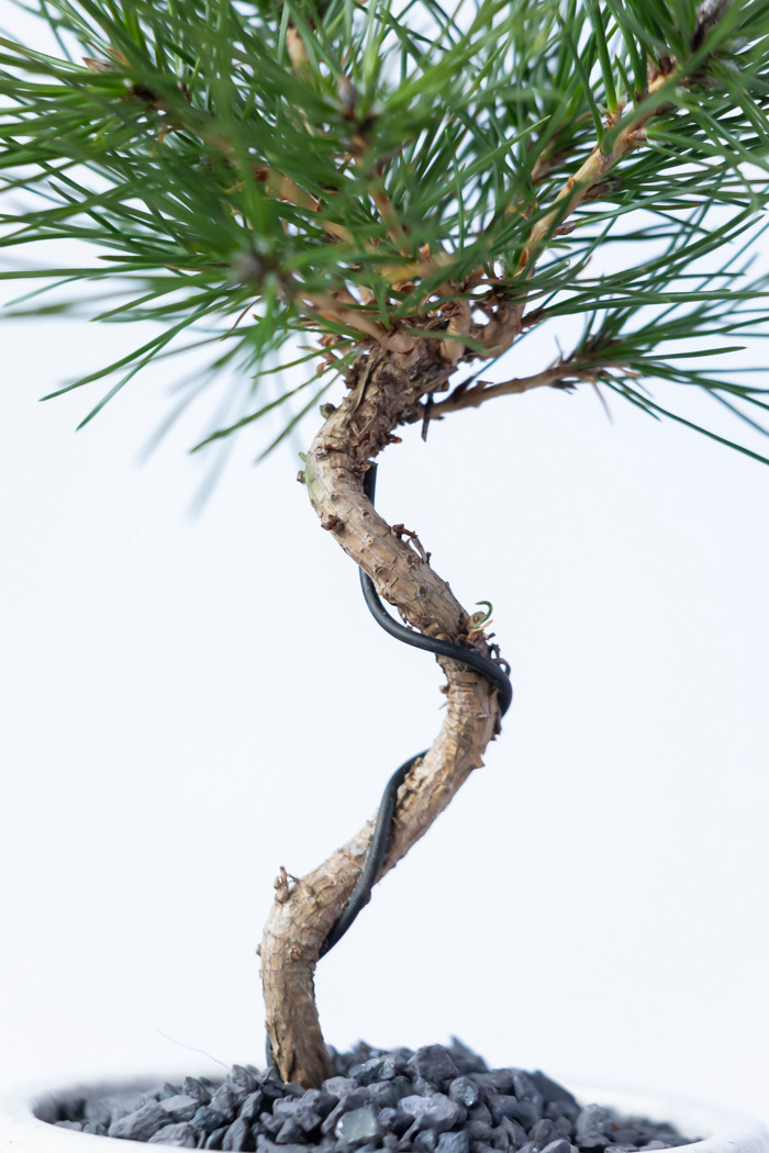 お正月限定 盆栽 黒松（3号鉢）の写真6枚目