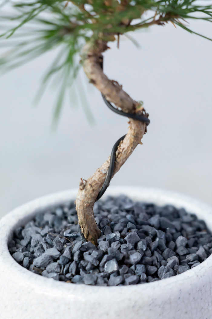 お正月限定 盆栽 黒松（3号鉢）｜HanaPrime（ハナプライム）