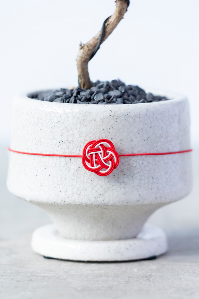 お正月限定 盆栽 黒松（3号鉢）の写真8枚目