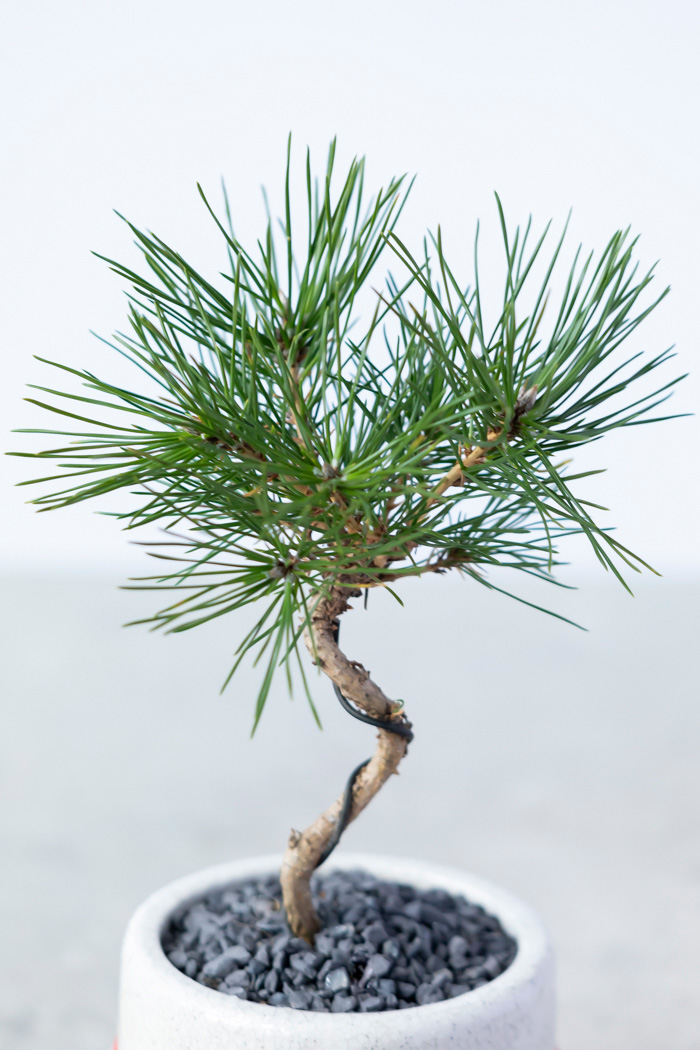 お正月限定 盆栽 黒松（3号鉢）の写真9枚目