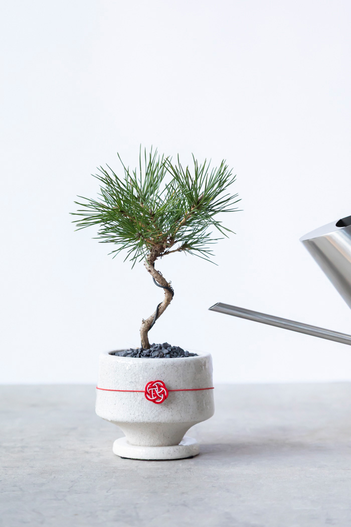お正月限定 盆栽 黒松（3号鉢）の写真10枚目