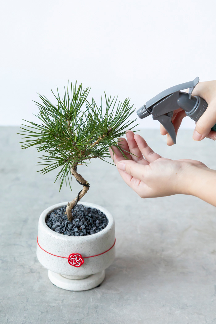 お正月限定 盆栽 黒松（3号鉢）の写真11枚目