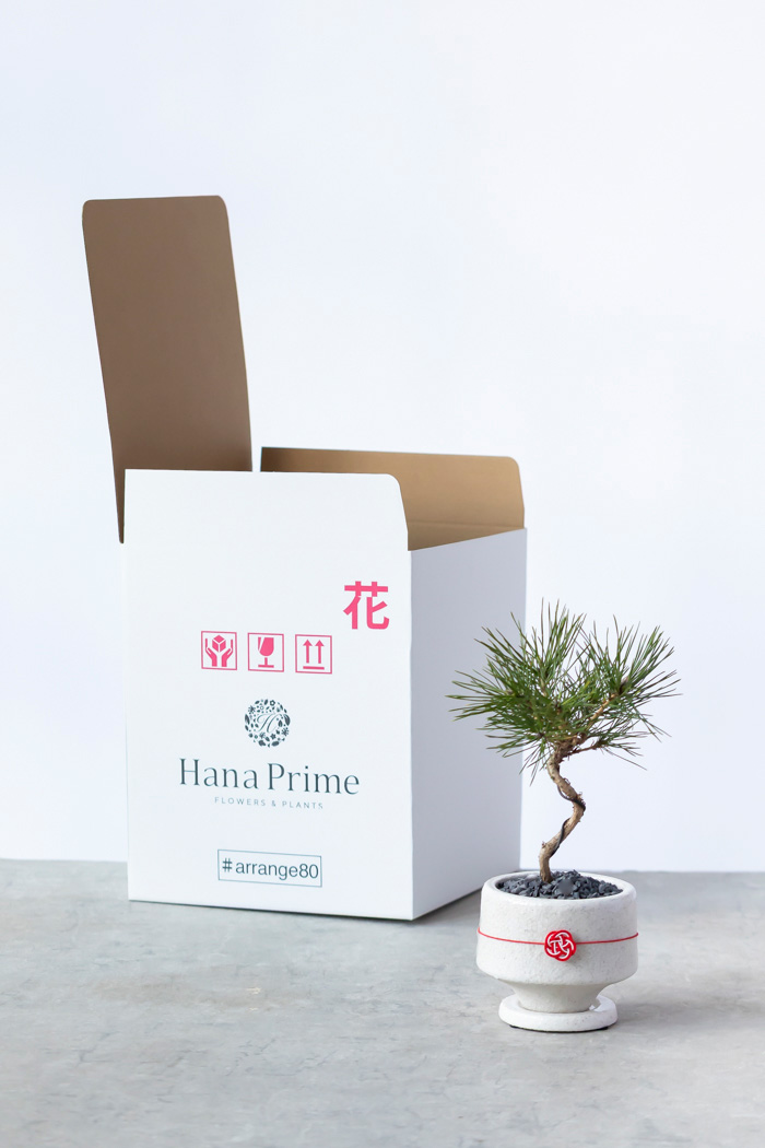 お正月限定 盆栽 黒松（3号鉢）の写真12枚目