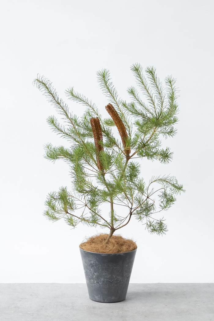 観葉植物 バンクシア ヘアピン オーレア 一点もの(A)（8号鉢）