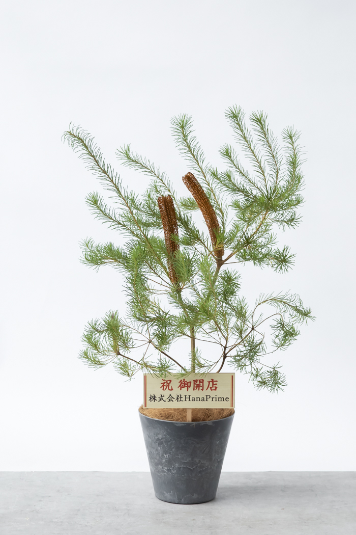 観葉植物 バンクシア ヘアピン オーレア 一点もの(A)（8号鉢）