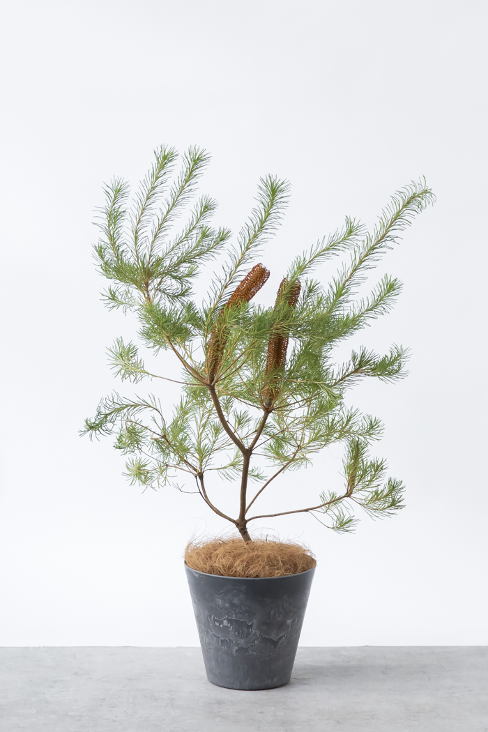 観葉植物 バンクシア ヘアピン オーレア 一点もの(A)（8号鉢）の写真3枚目