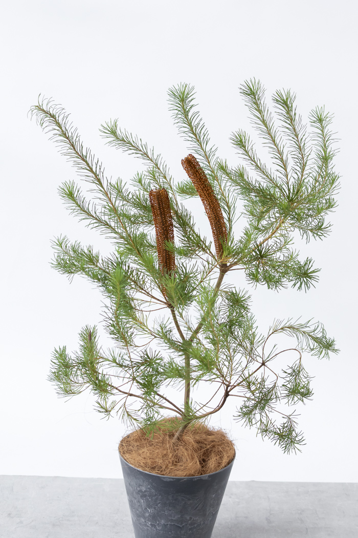 観葉植物 バンクシア ヘアピン オーレア 一点もの(A)（8号鉢）の写真4枚目