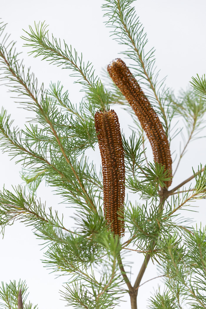 観葉植物 バンクシア ヘアピン オーレア 一点もの(A)（8号鉢）の写真5枚目