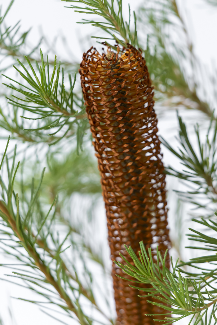 観葉植物 バンクシア ヘアピン オーレア 一点もの(A)（8号鉢）の写真6枚目