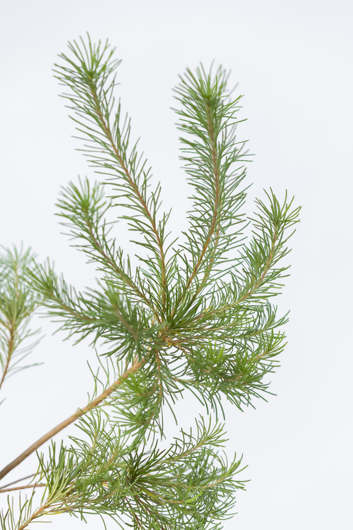 観葉植物 バンクシア ヘアピン オーレア 一点もの(A)（8号鉢）の写真7枚目