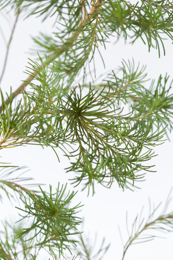 観葉植物 バンクシア ヘアピン オーレア 一点もの(A)（8号鉢）の写真8枚目