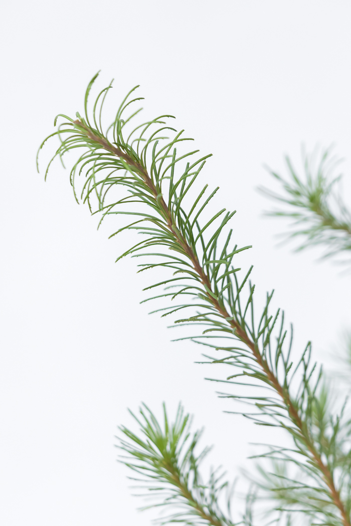 観葉植物 バンクシア ヘアピン オーレア 一点もの(A)（8号鉢）の写真9枚目
