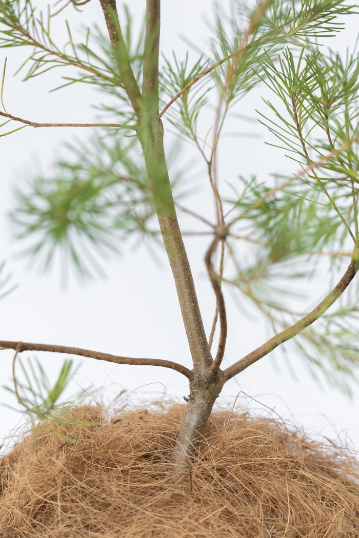 観葉植物 バンクシア ヘアピン オーレア 一点もの(A)（8号鉢）の写真11枚目