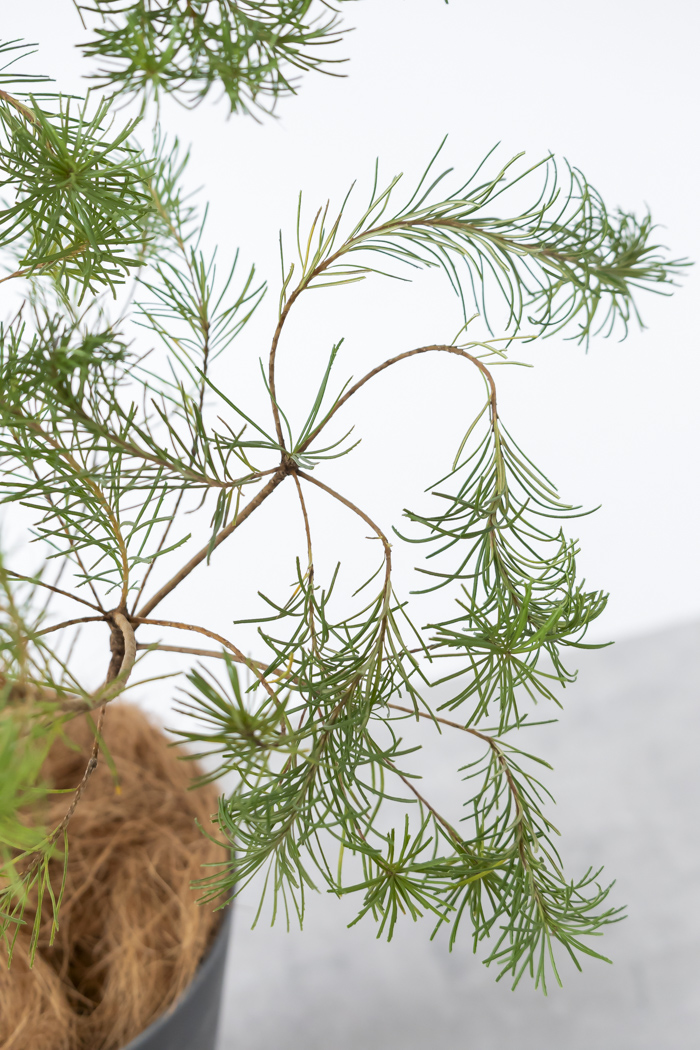 観葉植物 バンクシア ヘアピン オーレア 一点もの(A)（8号鉢）の写真12枚目