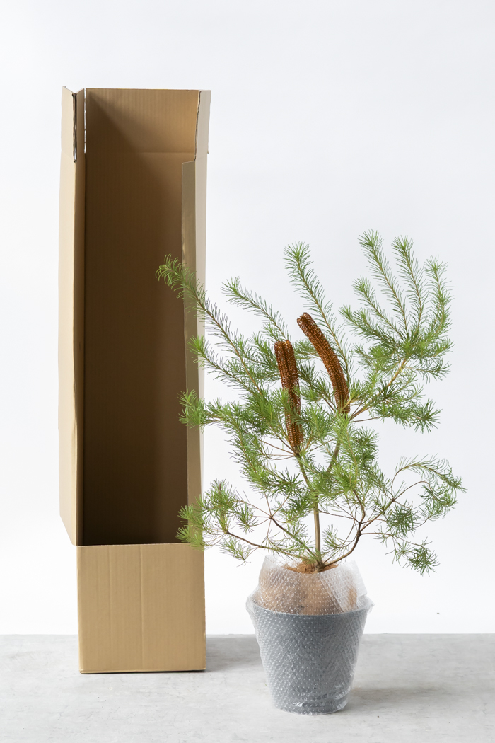 観葉植物 バンクシア ヘアピン オーレア 一点もの(A)（8号鉢）の写真13枚目