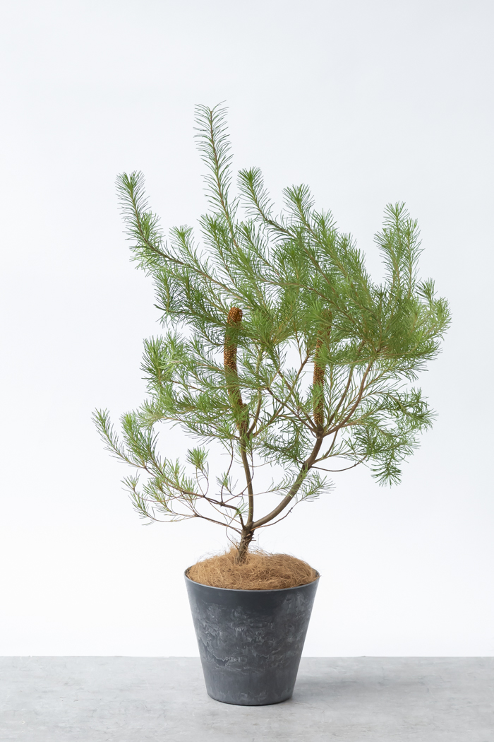 観葉植物 バンクシア ヘアピン オーレア 一点もの(B)（8号鉢）