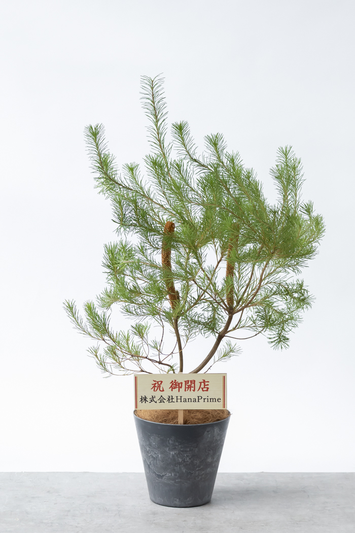 観葉植物 バンクシア ヘアピン オーレア 一点もの(B)（8号鉢