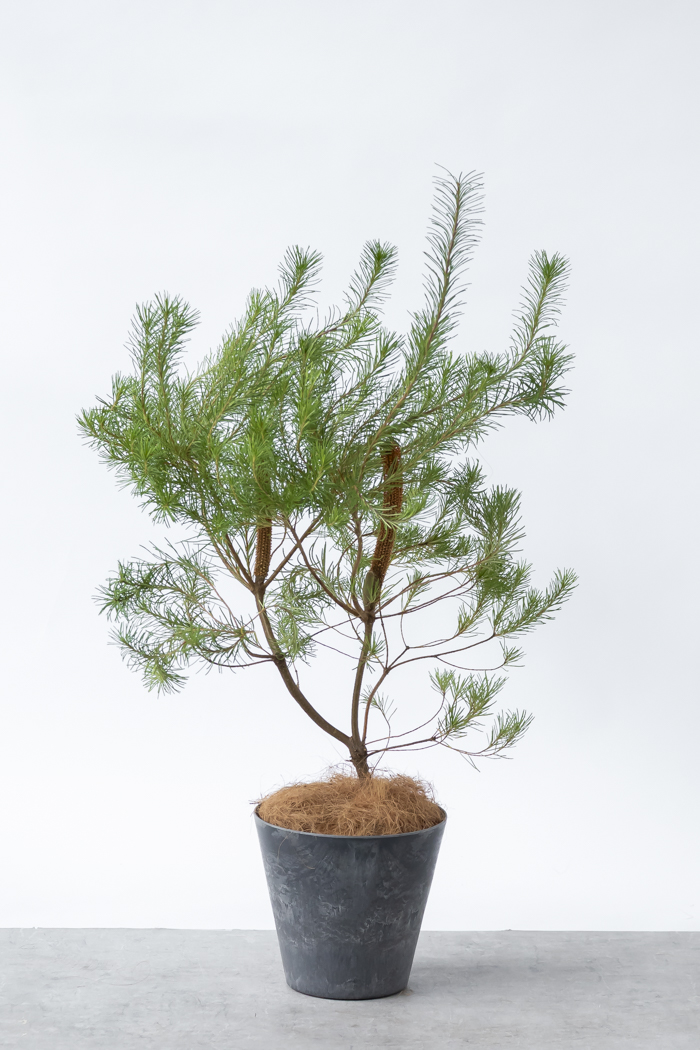 観葉植物 バンクシア ヘアピン オーレア 一点もの(B)（8号鉢）の写真3枚目