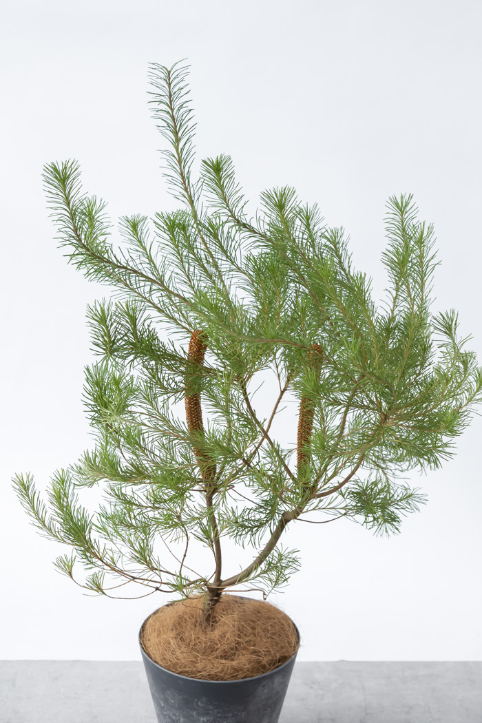 観葉植物 バンクシア ヘアピン オーレア 一点もの(B)（8号鉢）の写真4枚目