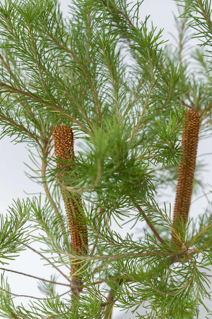 観葉植物 バンクシア ヘアピン オーレア 一点もの(B)（8号鉢）の写真5枚目
