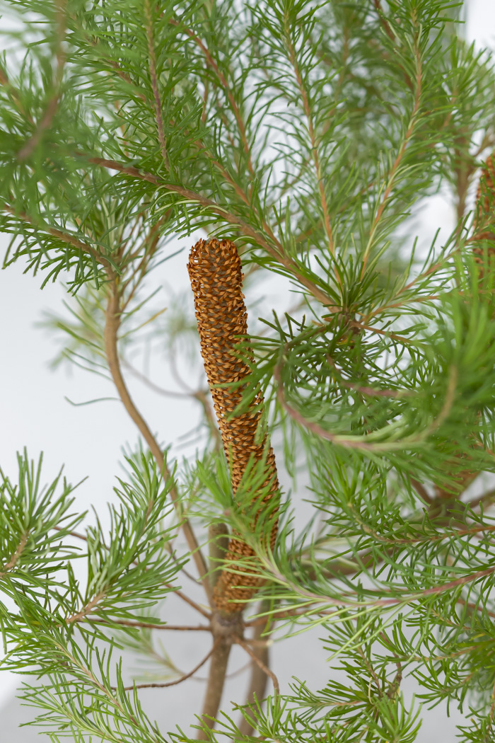 観葉植物 バンクシア ヘアピン オーレア 一点もの(B)（8号鉢）の写真6枚目