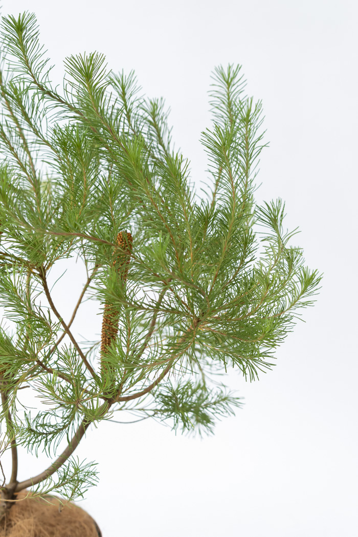 観葉植物 バンクシア ヘアピン オーレア 一点もの(B)（8号鉢）の写真7枚目