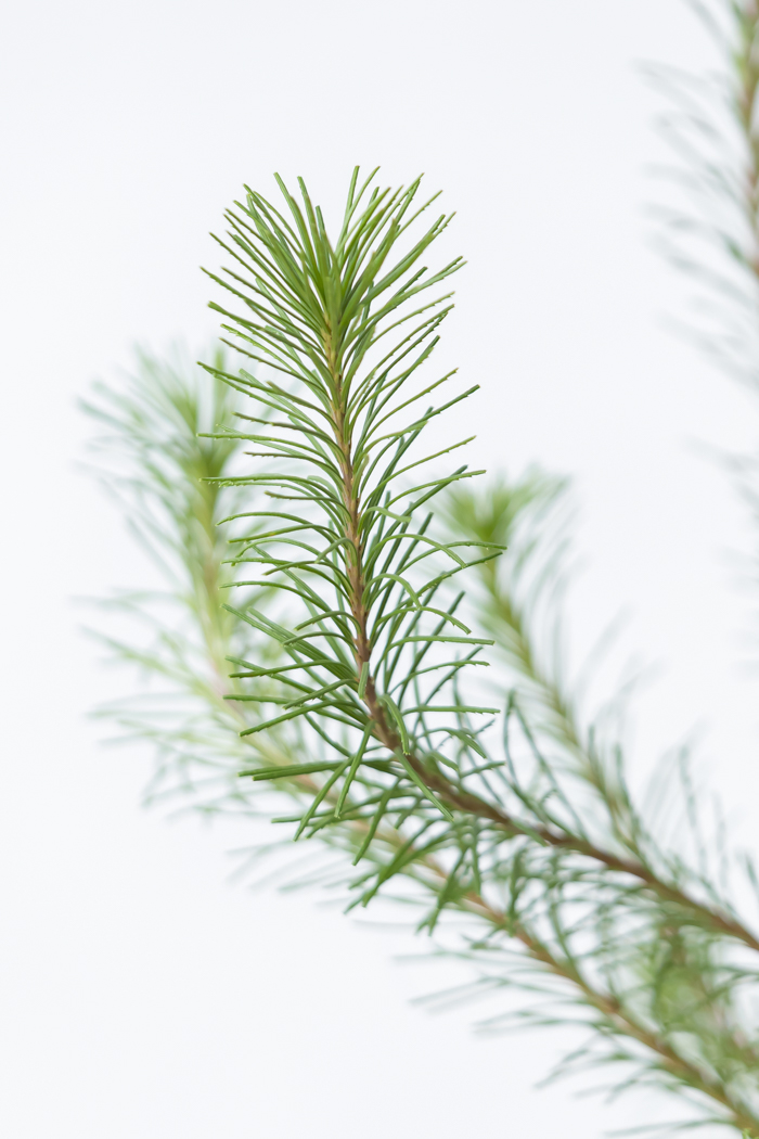 観葉植物 バンクシア ヘアピン オーレア 一点もの(B)（8号鉢）の写真8枚目