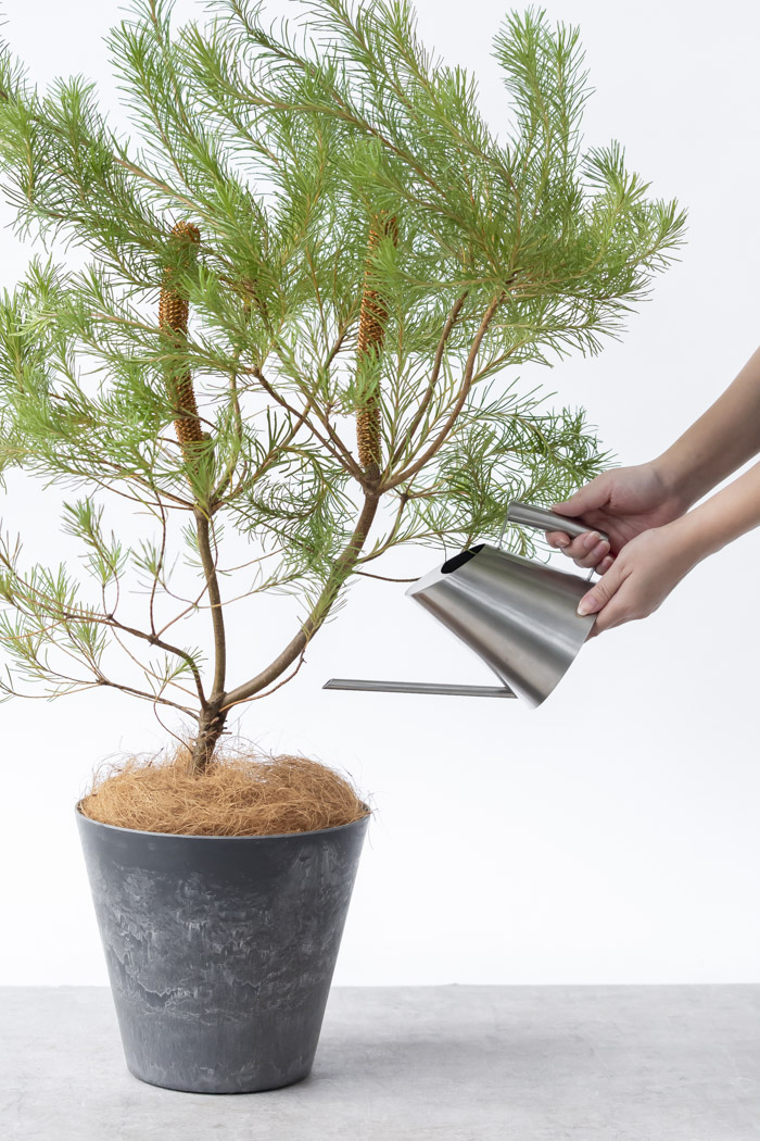 観葉植物 バンクシア ヘアピン オーレア 一点もの(B)（8号鉢）の写真10枚目