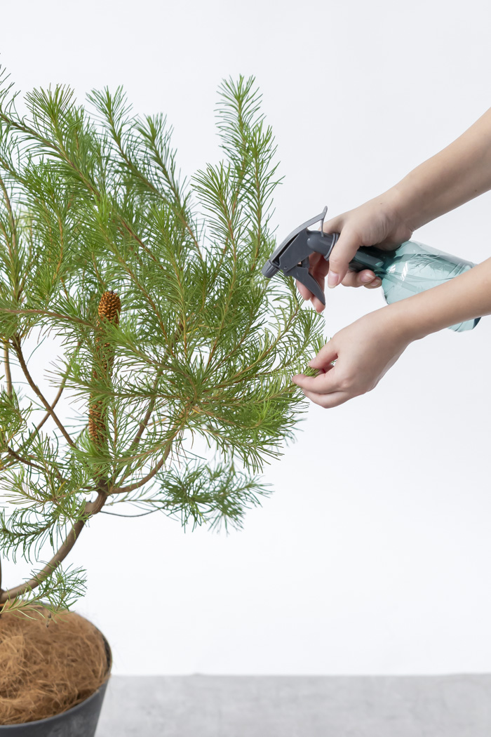 観葉植物 バンクシア ヘアピン オーレア 一点もの(B)（8号鉢）の写真11枚目