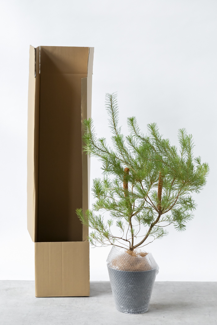 観葉植物 バンクシア ヘアピン オーレア 一点もの(B)（8号鉢）の写真12枚目