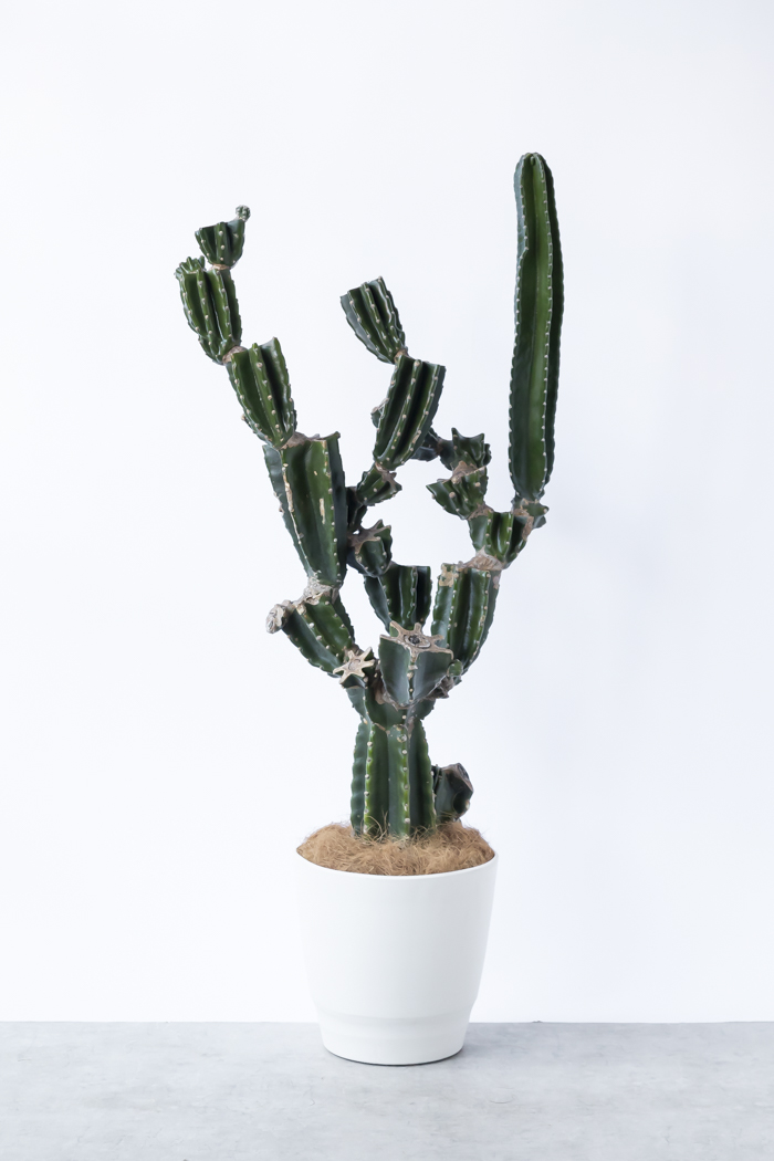 観葉植物 柱サボテン ブランチ 一点もの（10号鉢）の写真1枚目