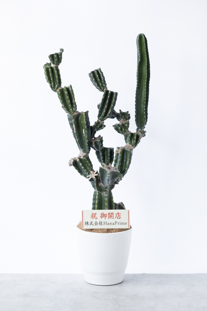 観葉植物 柱サボテン ブランチ 一点もの（10号鉢）の写真2枚目