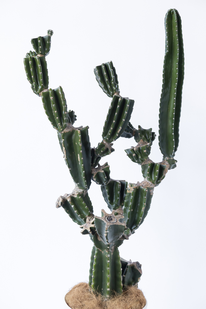 観葉植物 柱サボテン ブランチ 一点もの（10号鉢）の写真4枚目