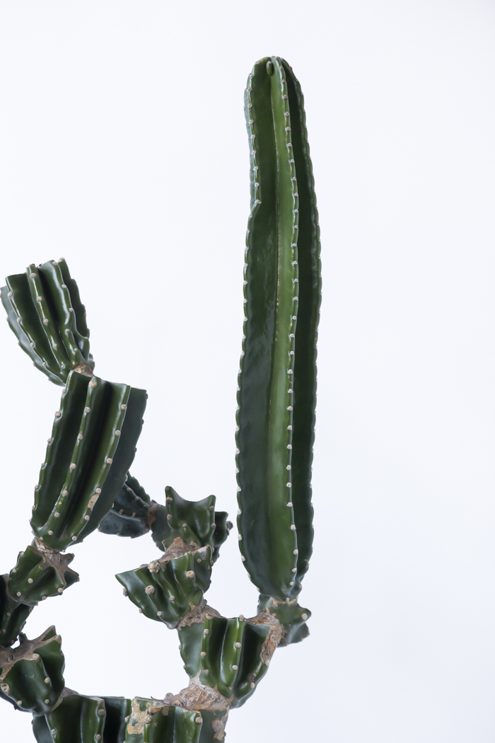 観葉植物 柱サボテン ブランチ 一点もの（10号鉢）の写真5枚目