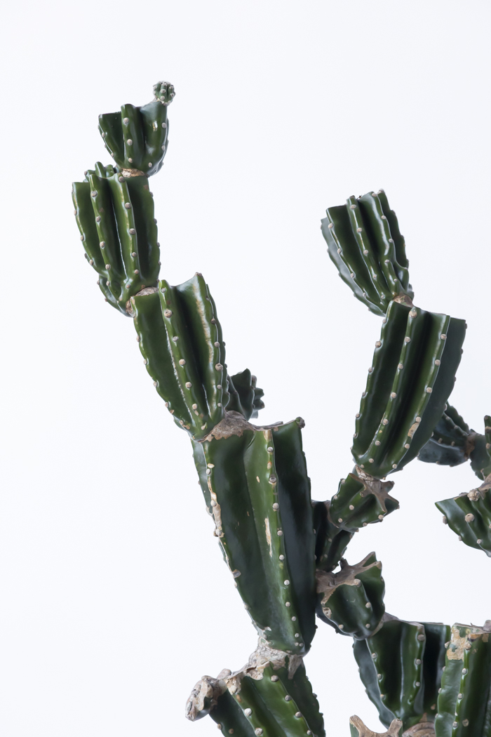 観葉植物 柱サボテン ブランチ 一点もの（10号鉢）の写真6枚目