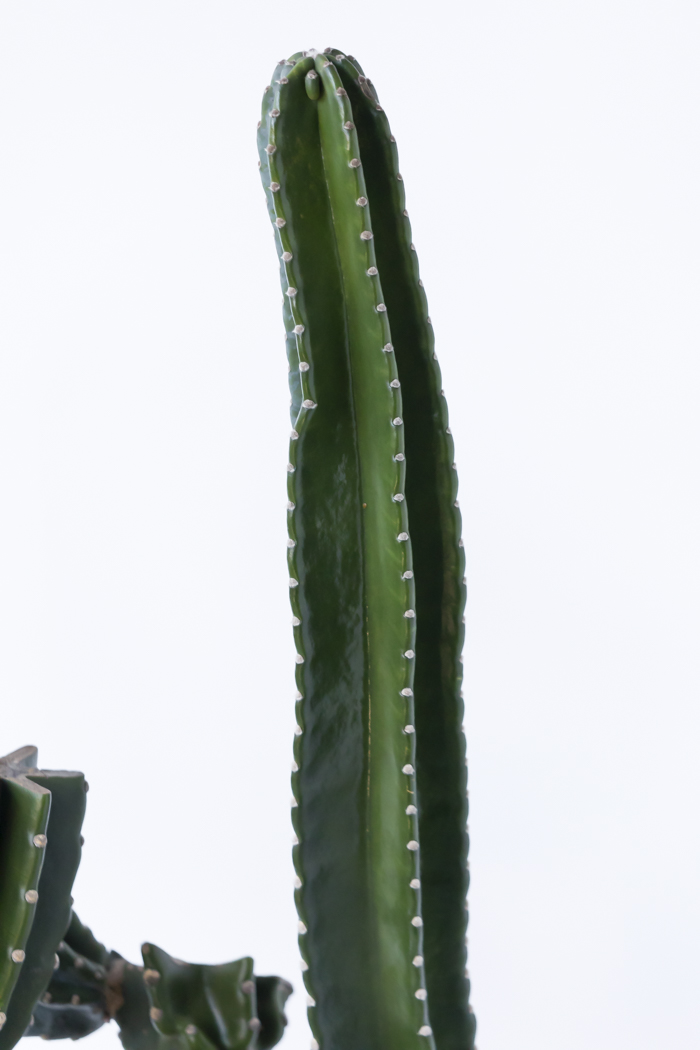 観葉植物 柱サボテン ブランチ 一点もの（10号鉢）の写真8枚目