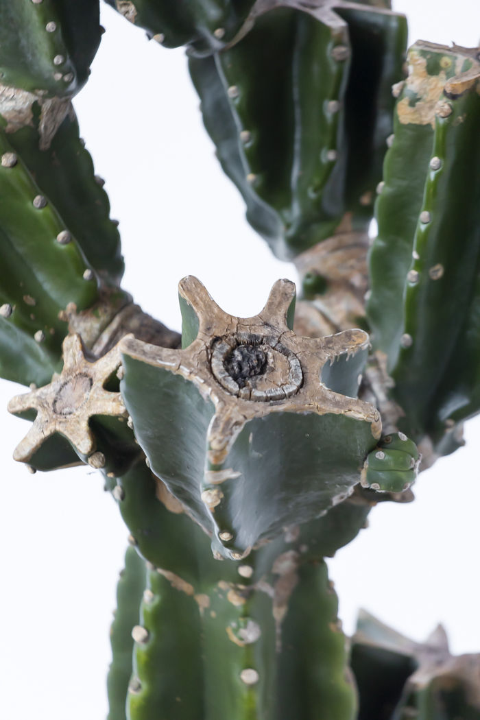 観葉植物 柱サボテン ブランチ 一点もの（10号鉢）の写真9枚目