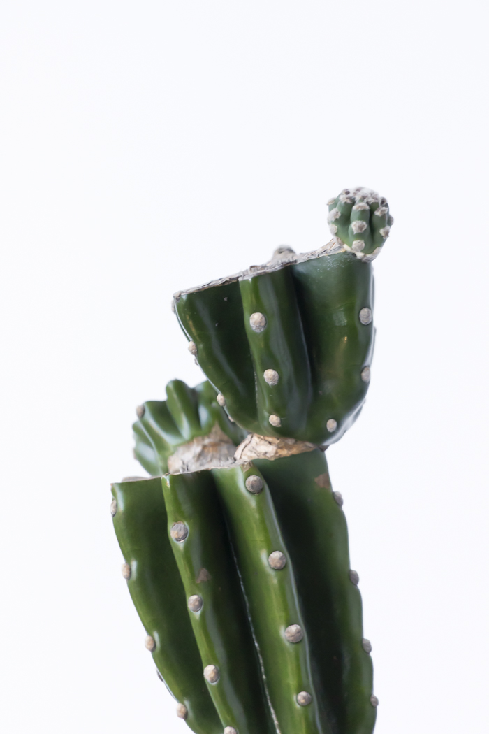 観葉植物 柱サボテン ブランチ 一点もの（10号鉢）の写真10枚目