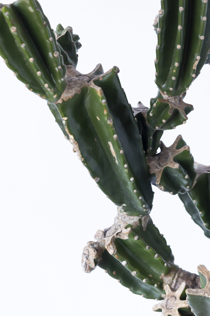 観葉植物 柱サボテン ブランチ 一点もの（10号鉢）の写真11枚目