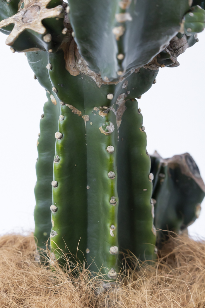 柱サボテン　ブランチ　10鉢セット 柱サボテン ブランチ10鉢セット 柱サボテン鬼面角 10号 / 柱サボテン