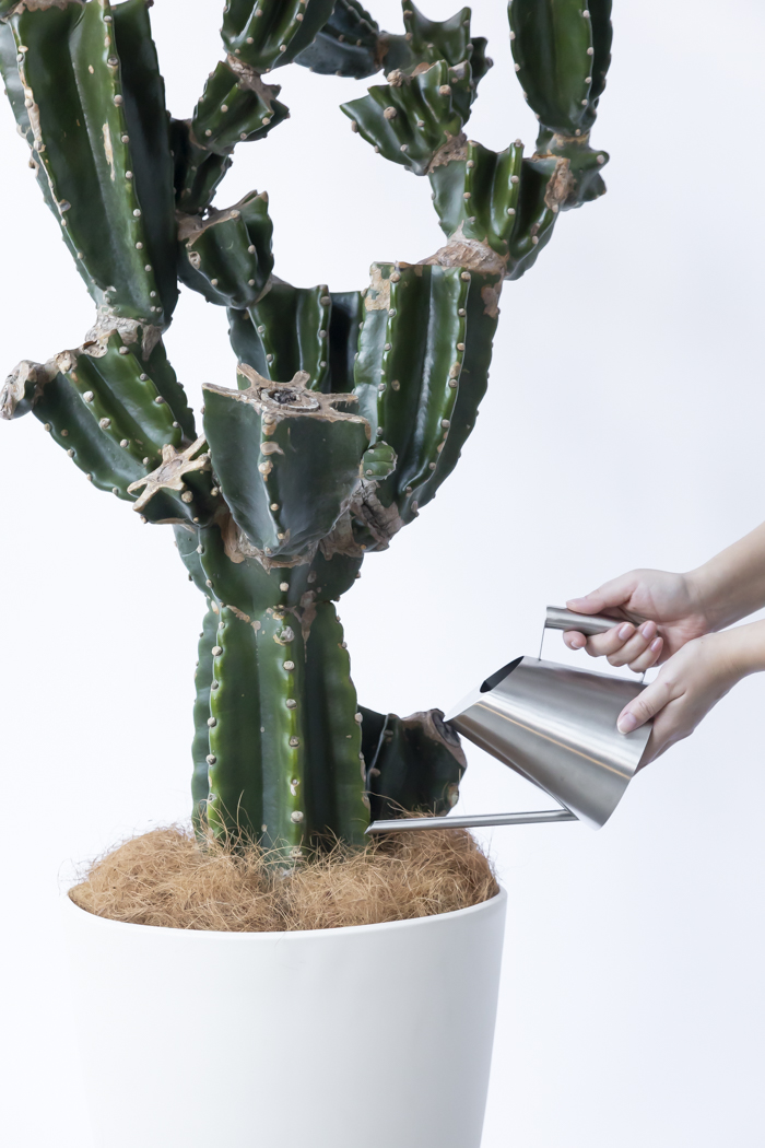 柱サボテン　ブランチ　10 サボテン 柱サボテン鬼面角 10号 / 柱サボテンブランチ | CLUTCH FURNITURE