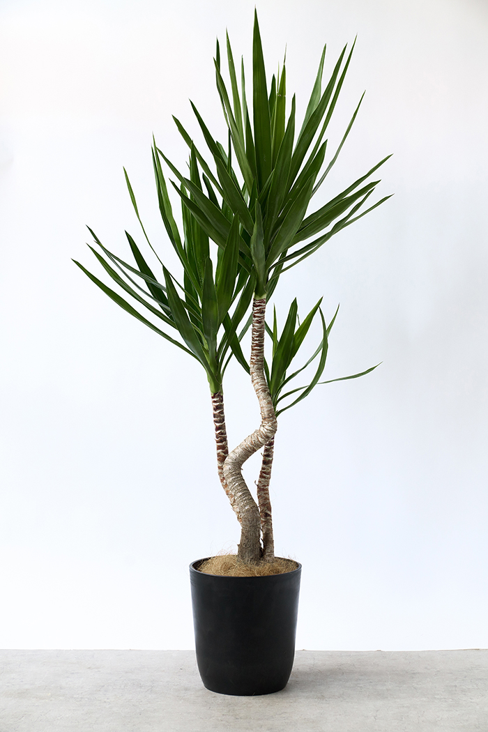 Lサイズの観葉植物（8号鉢）100cm～150cm｜HanaPrime（ハナプライム）