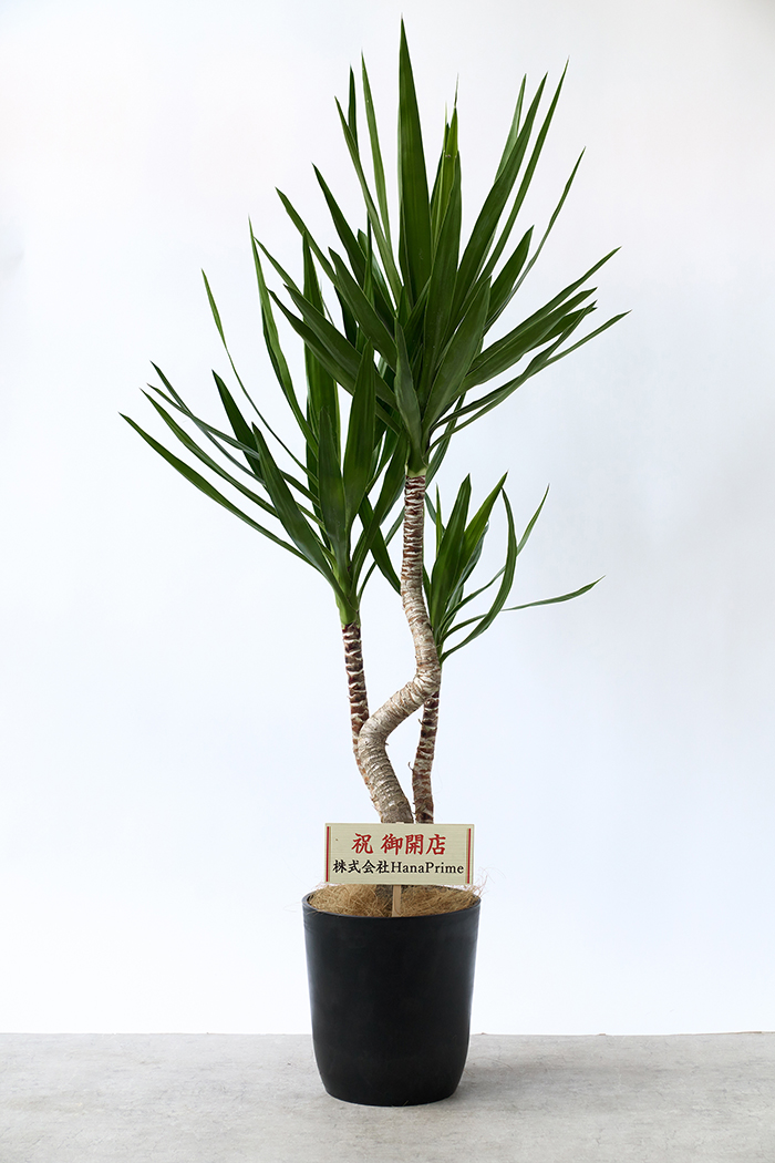Lサイズの観葉植物（8号鉢）100cm～150cm｜HanaPrime（ハナプライム）